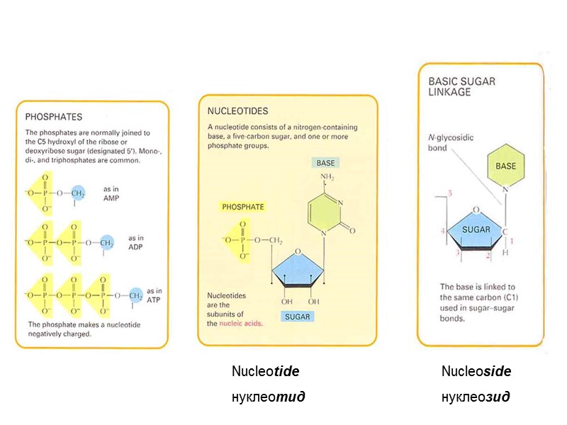 Nucleoside нуклеозид Nucleotide нуклеотид